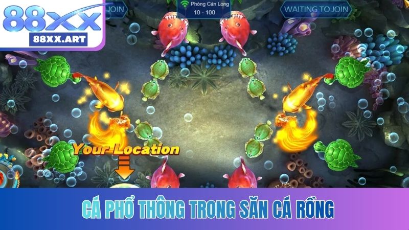 Cá phổ thông trong Săn Cá Rồng